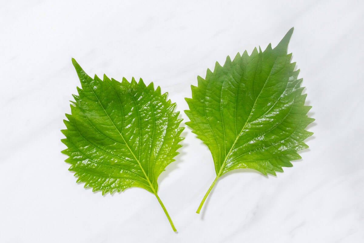 shiso leaves